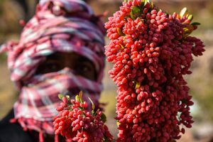 عکس/ خراسان جنوبی؛ پایتخت زرشک جهان