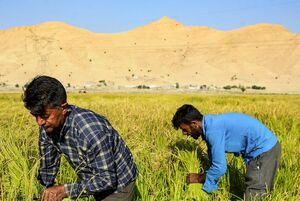 عکس/ برداشت برنج در سرله میداوود