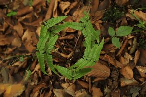 عکس / پاییز جنگل‌های هیرکانی