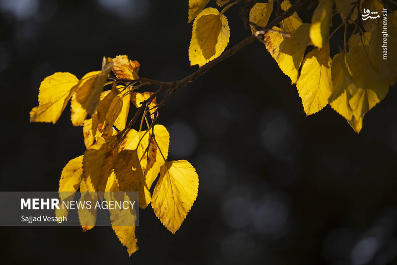 عکس / خزان هزار رنگ همدان 30