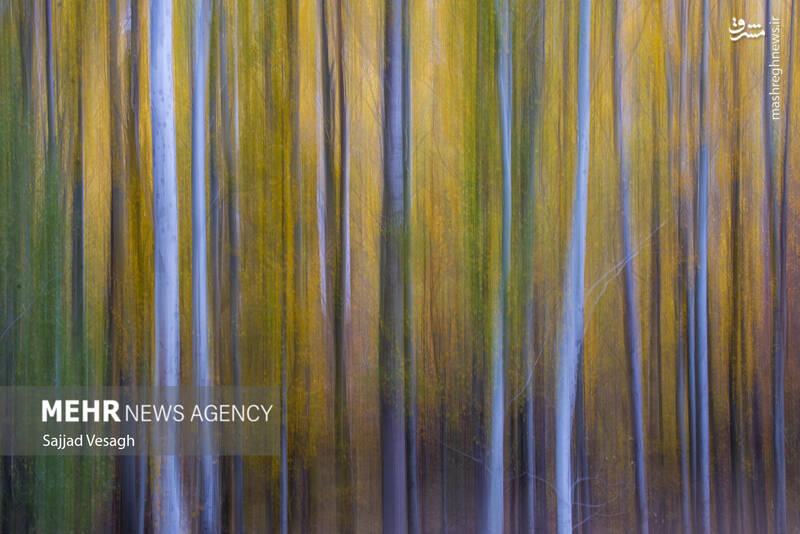 عکس / خزان هزار رنگ همدان 29