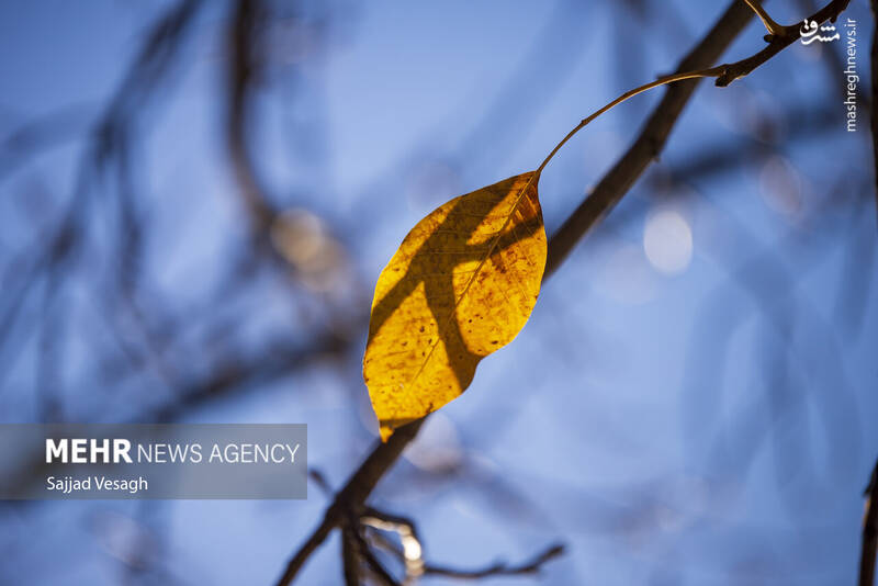 عکس / خزان هزار رنگ همدان 27