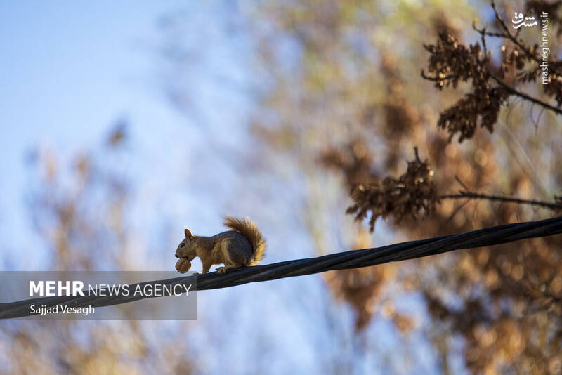 عکس / خزان هزار رنگ همدان 26