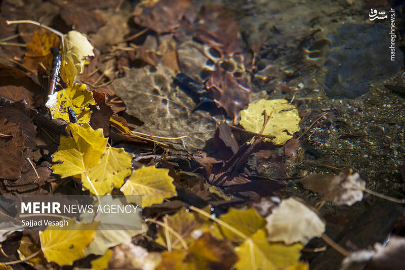 عکس / خزان هزار رنگ همدان 24