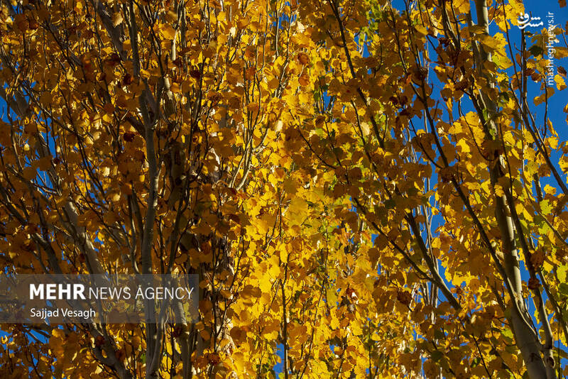 عکس / خزان هزار رنگ همدان 23