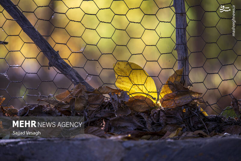 عکس / خزان هزار رنگ همدان 22