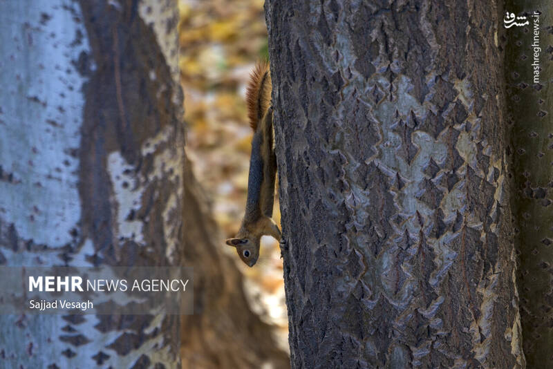 عکس / خزان هزار رنگ همدان 21