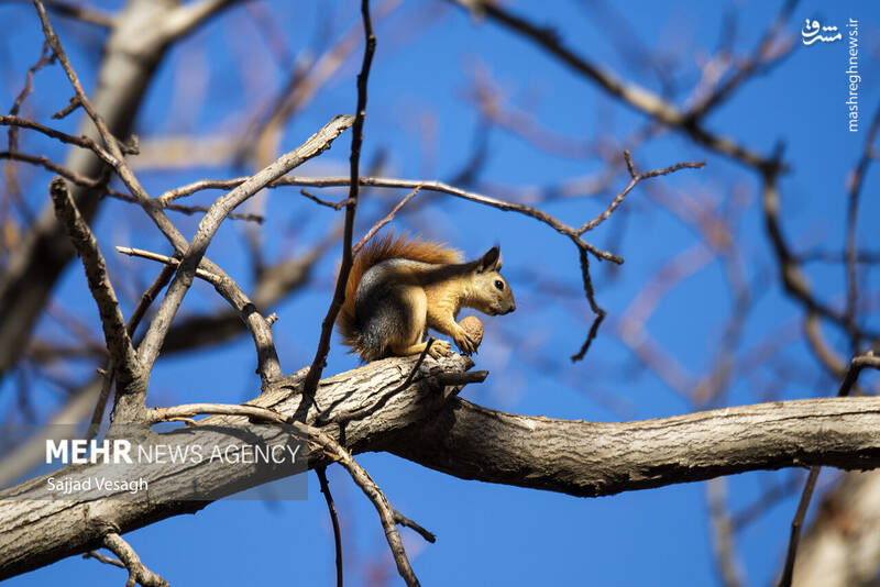 عکس / خزان هزار رنگ همدان 20