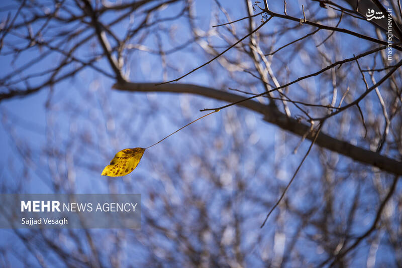 عکس / خزان هزار رنگ همدان 19