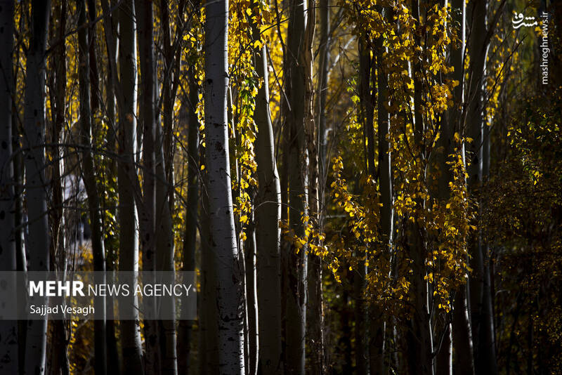 عکس / خزان هزار رنگ همدان 18