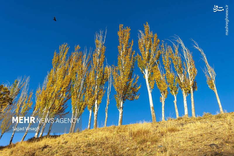 عکس / خزان هزار رنگ همدان 17
