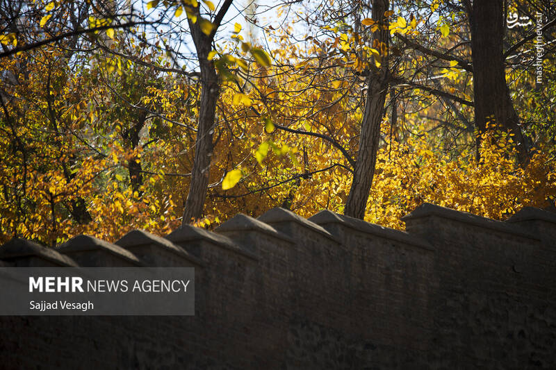 عکس / خزان هزار رنگ همدان 16