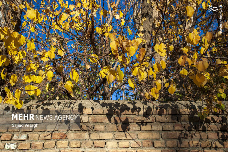 عکس / خزان هزار رنگ همدان 15