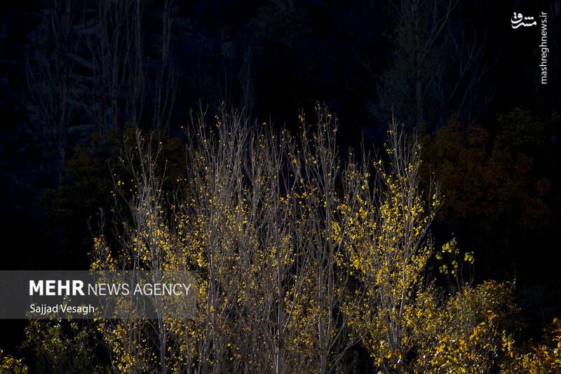 عکس / خزان هزار رنگ همدان 14