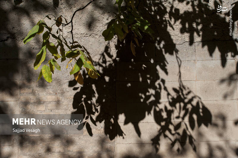 عکس / خزان هزار رنگ همدان 12