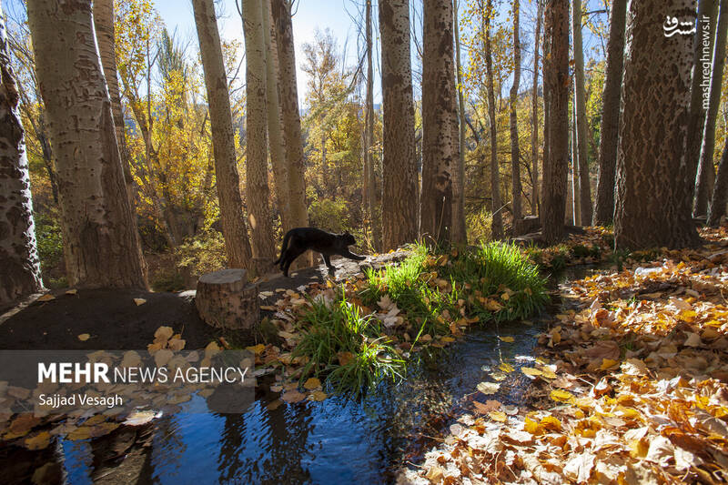 عکس / خزان هزار رنگ همدان 11