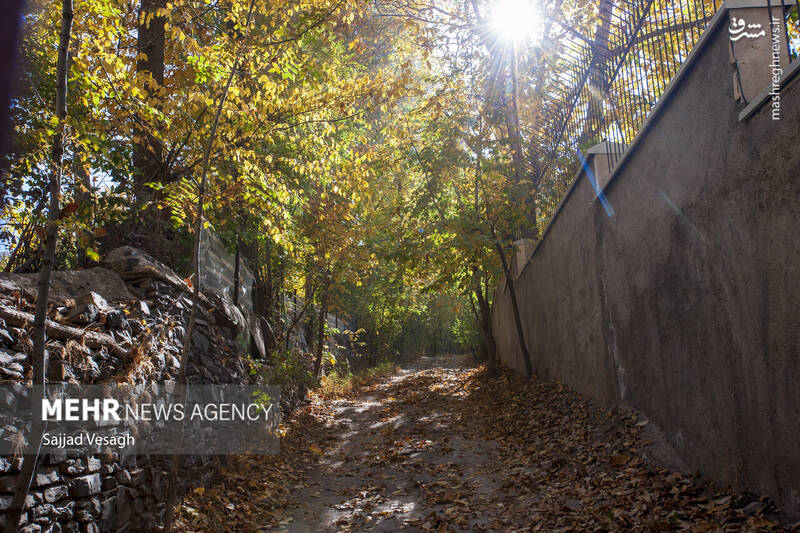 عکس / خزان هزار رنگ همدان 10