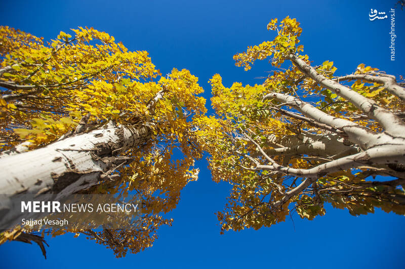 عکس / خزان هزار رنگ همدان 9