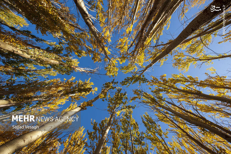 عکس / خزان هزار رنگ همدان 6