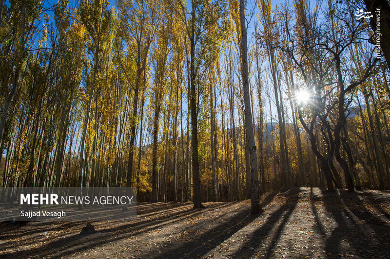 عکس / خزان هزار رنگ همدان 5