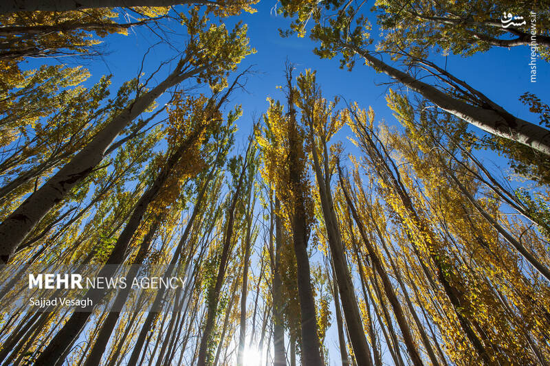 عکس / خزان هزار رنگ همدان 3