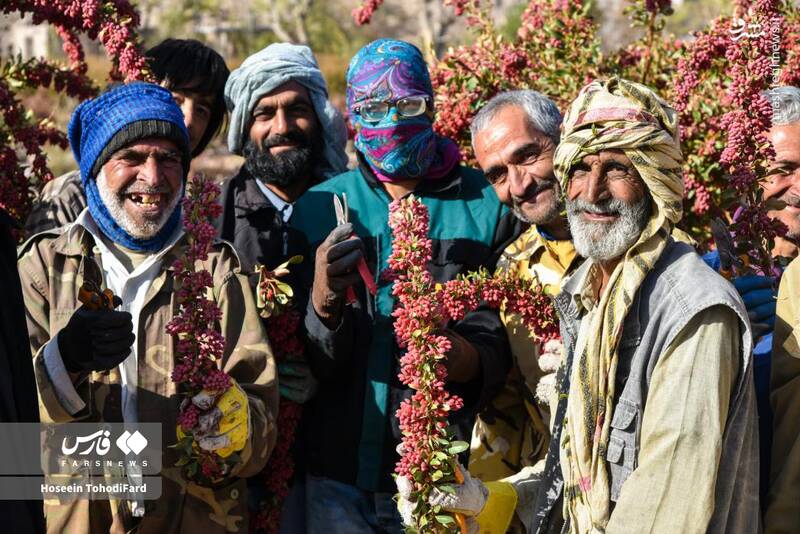 عکس / خراسان جنوبی؛ پایتخت زرشک جهان 13