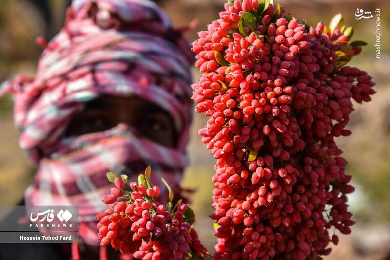 عکس / خراسان جنوبی؛ پایتخت زرشک جهان 11