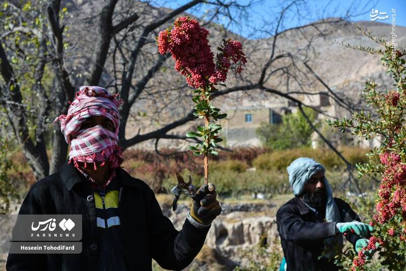 عکس / خراسان جنوبی؛ پایتخت زرشک جهان 3