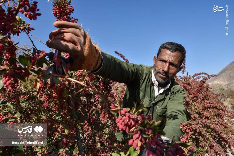 عکس / خراسان جنوبی؛ پایتخت زرشک جهان 12