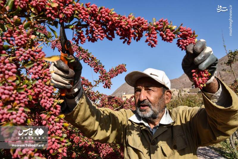 عکس / خراسان جنوبی؛ پایتخت زرشک جهان 10