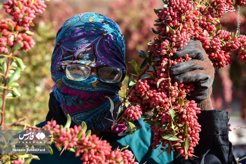 عکس / خراسان جنوبی؛ پایتخت زرشک جهان 9