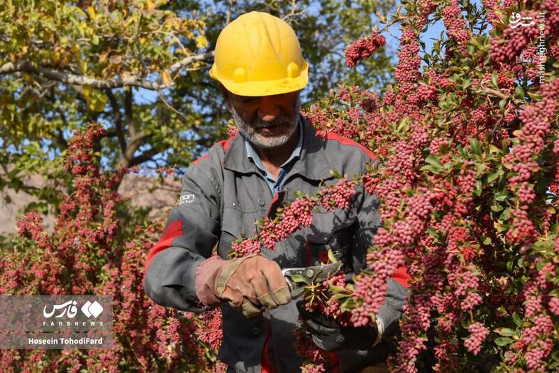 عکس / خراسان جنوبی؛ پایتخت زرشک جهان 4