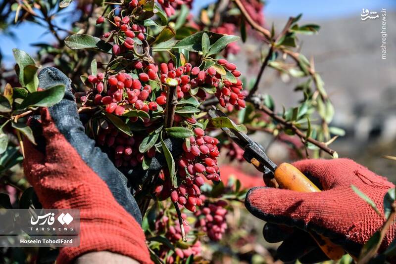 عکس / خراسان جنوبی؛ پایتخت زرشک جهان 5