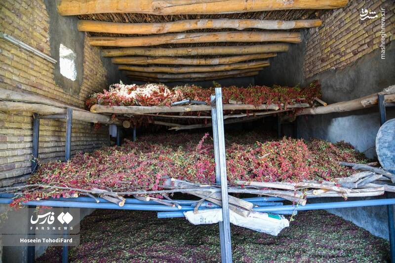 عکس / خراسان جنوبی؛ پایتخت زرشک جهان 18