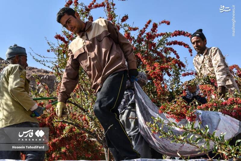 عکس / خراسان جنوبی؛ پایتخت زرشک جهان 14