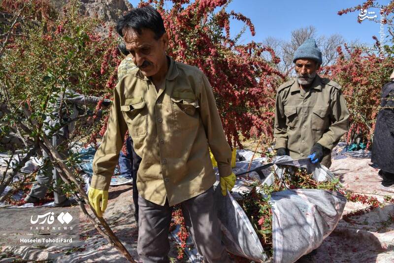 عکس / خراسان جنوبی؛ پایتخت زرشک جهان 16