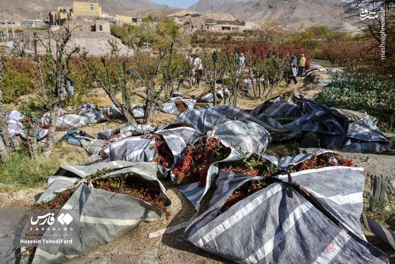 عکس / خراسان جنوبی؛ پایتخت زرشک جهان 17