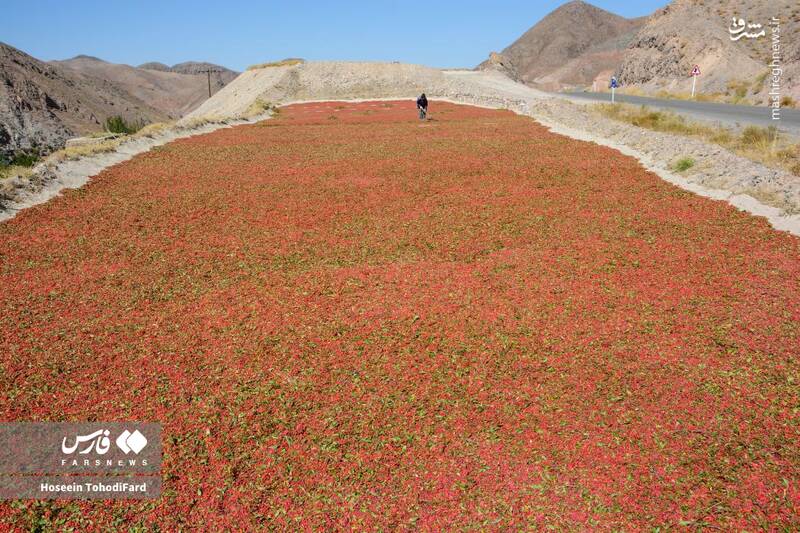 عکس / خراسان جنوبی؛ پایتخت زرشک جهان 15