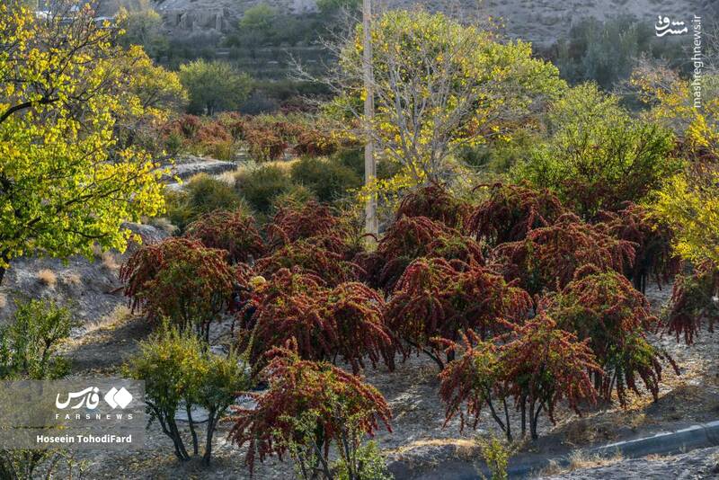 عکس / خراسان جنوبی؛ پایتخت زرشک جهان 19