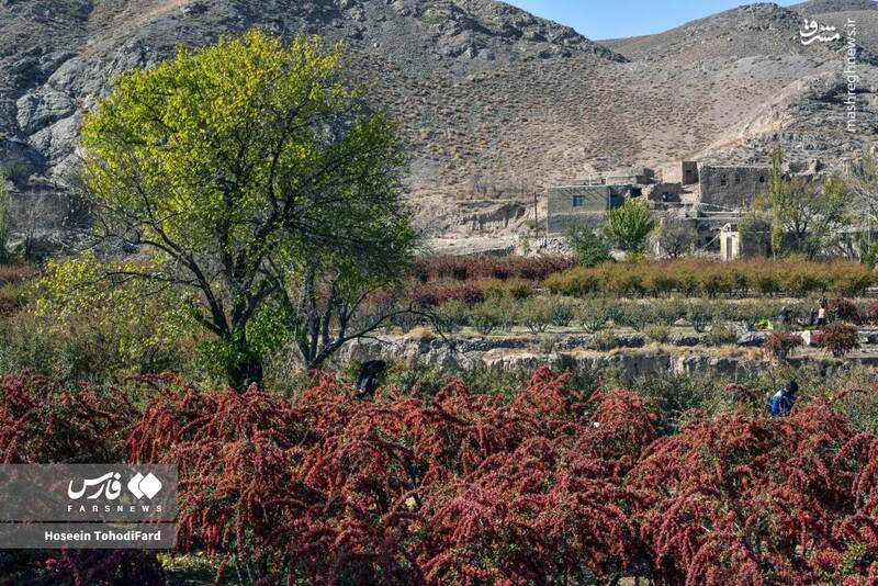 عکس / خراسان جنوبی؛ پایتخت زرشک جهان 2