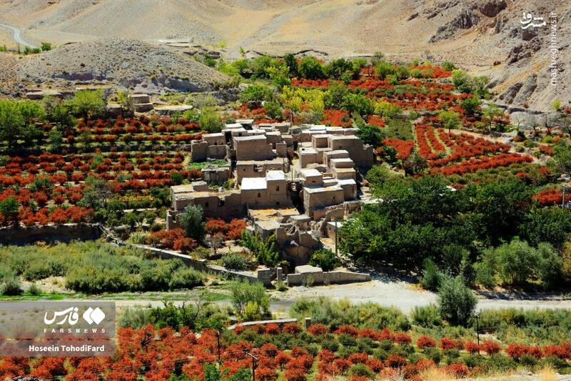 عکس / خراسان جنوبی؛ پایتخت زرشک جهان