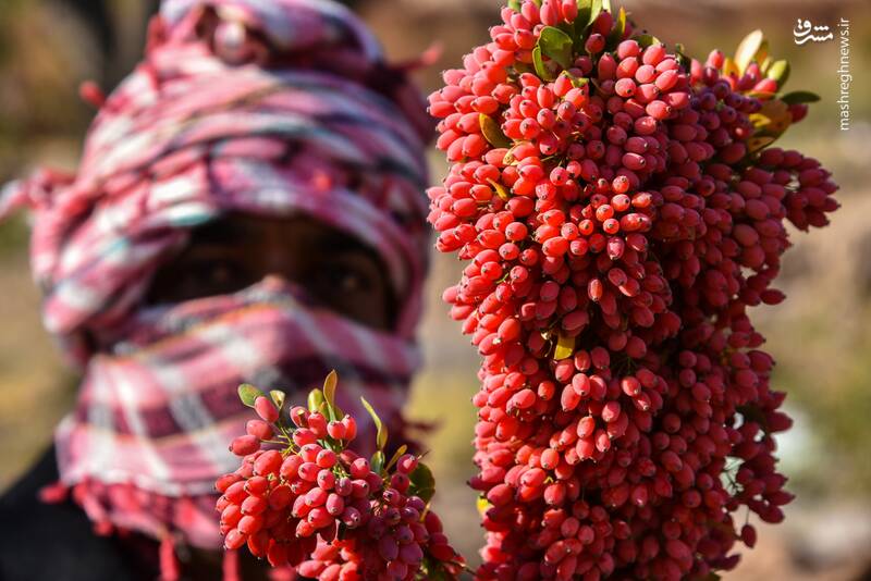 زرشك،خراسان،محصول