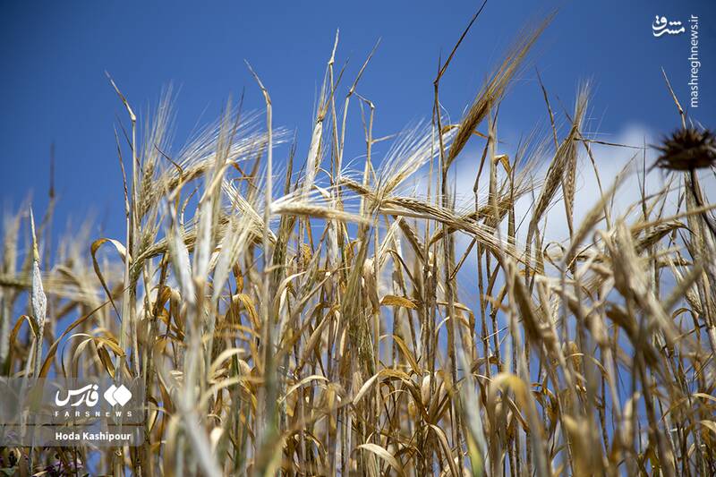 «مازندران» به روایت تصویر 20