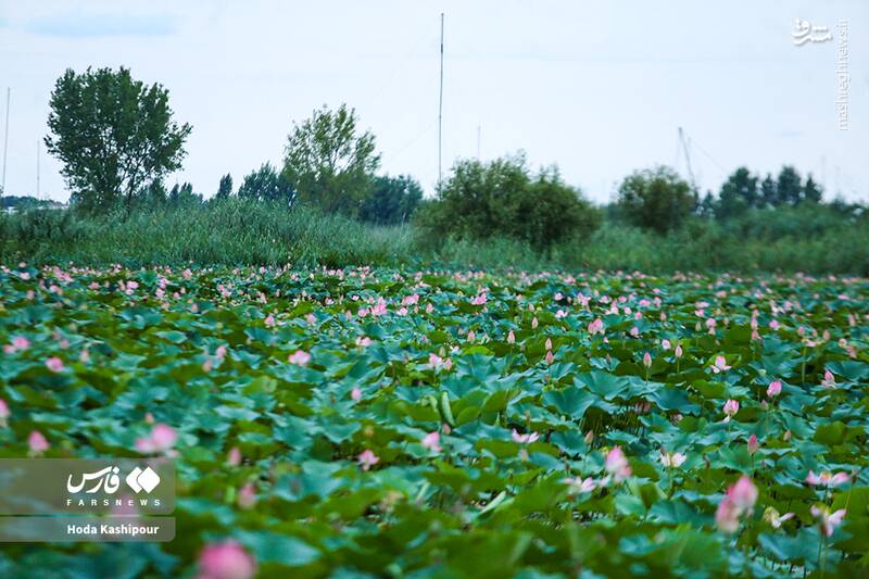 «مازندران» به روایت تصویر 19