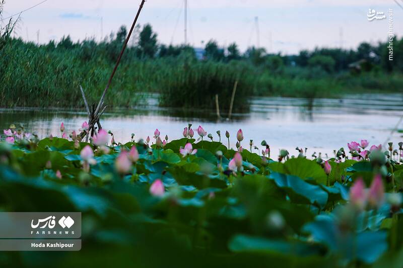 «مازندران» به روایت تصویر 18