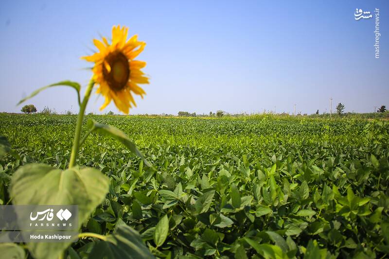 «مازندران» به روایت تصویر 14