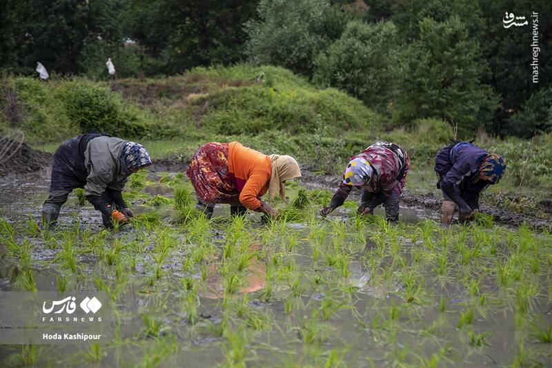 «مازندران» به روایت تصویر 11