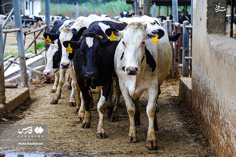 «مازندران» به روایت تصویر 6