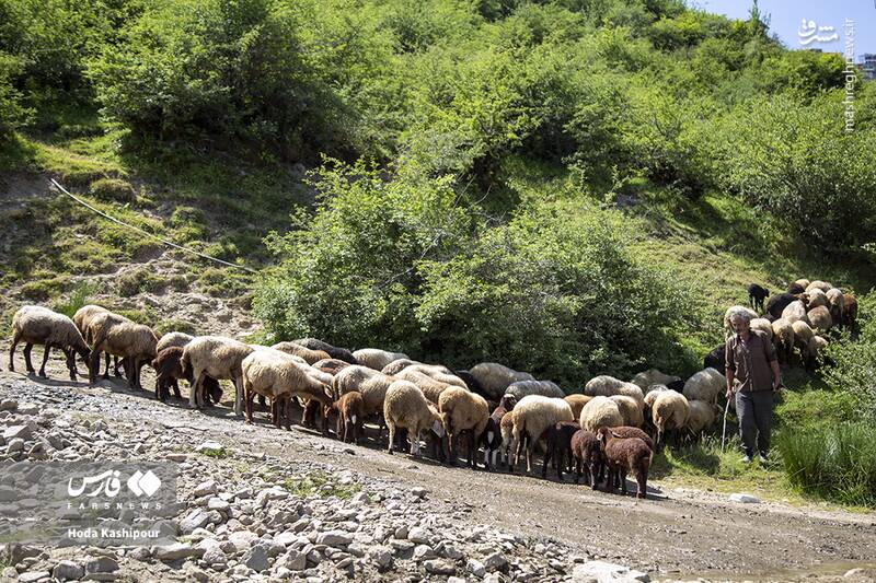 «مازندران» به روایت تصویر 3