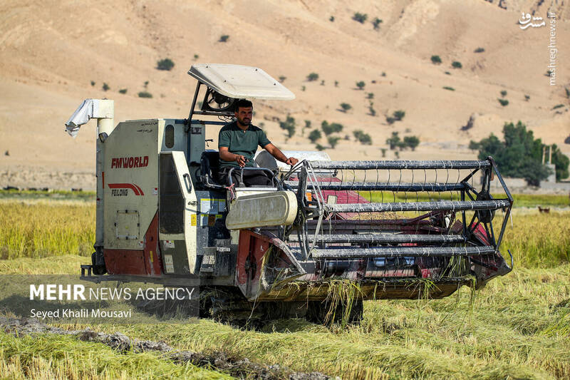 عکس / برداشت برنج در سرله میداوود 23